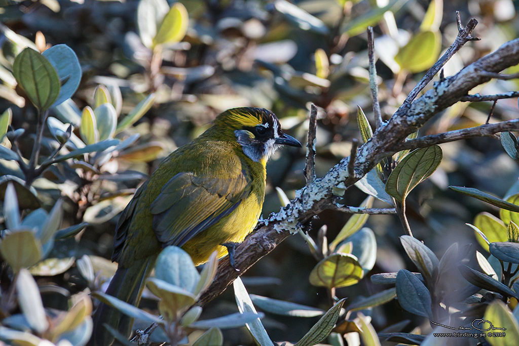 YELLOW-EARED BULBUL  (Pycnonotus penicillatus) - Stäng / close